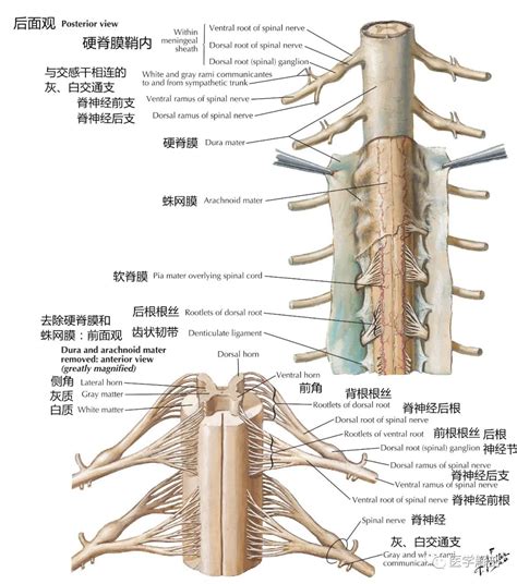 脊椎图解结构图图片