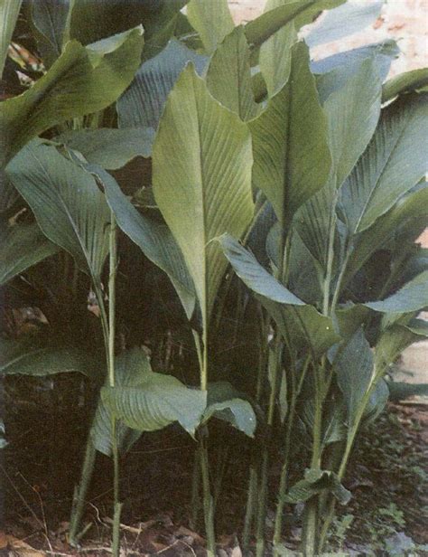 广西莪术，中药名，姜科姜黄属植物，多年生草本
