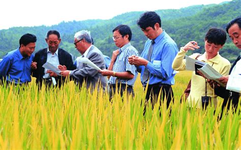 袁隆平成功在迪拜沙漠种植成海水稻, 外国人感叹: 中国好厉害