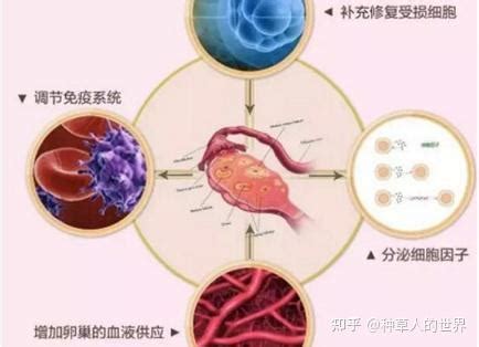 一文解读：注射干细胞的作用和功效？注射干细胞能维持多久时间？ - 知乎