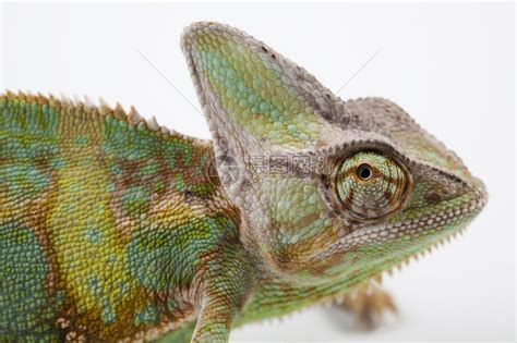 变色龙属于最著名的蜥蜴科之一高清图片下载-正版图片504691135-摄图网