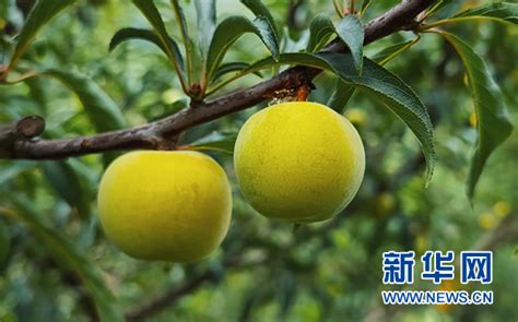小果子大产业 镇宁蜂糖李总产值预计超30亿元-新华网