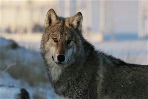世界上最厉害的八种狼：北美灰狼（比藏獒凶猛）_小狼观天下