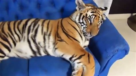 家养老虎是种什么样的体验？_腾讯视频