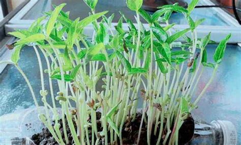 绿豆的生长过程七天记录（绿豆的成长过程） - 生活 - 布条百科