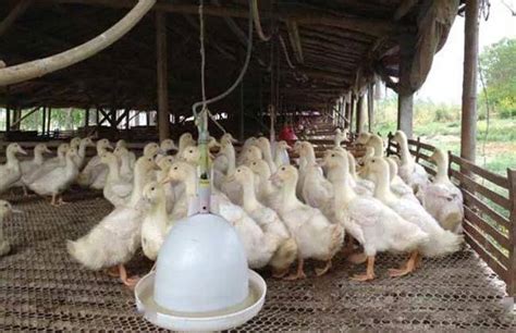 养鸭怎样才能节省饲料，养鸭的养殖技术 - 知乎