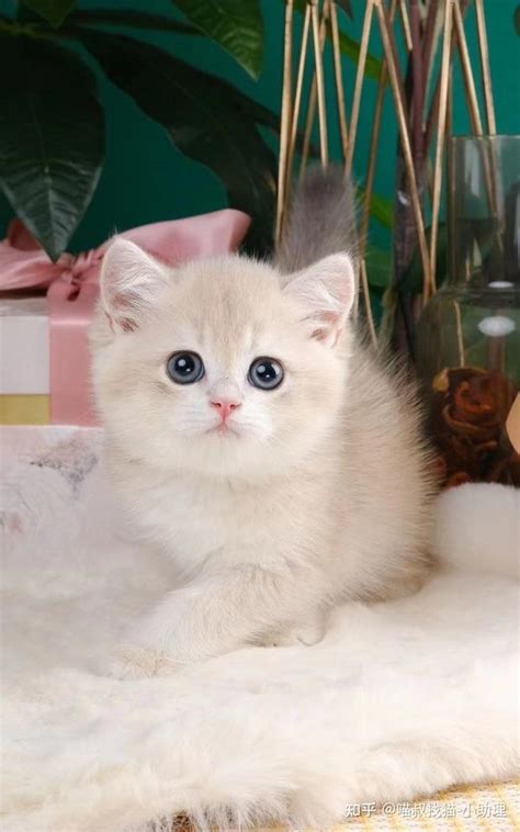 长毛金渐层加白色宠物猫,宠物,动物摄影,摄影素材,汇图网www.huitu.com