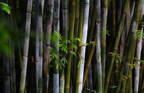 中国元素竹子高清图片下载-正版图片500750716-摄图网