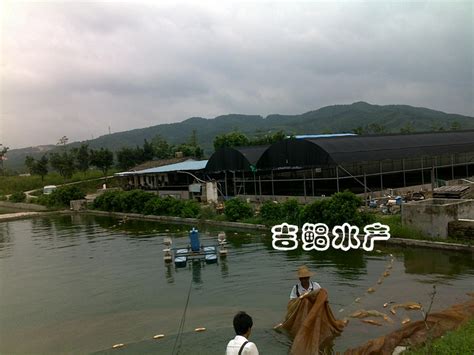 镇海村的渔民撒网、挖螺讨小海 捕到的大鱼 每条可卖数千元__凤凰网