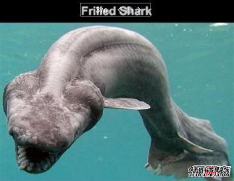 网红博主烹食“噬人鲨”被罚款12.5万元_凤凰网视频_凤凰网