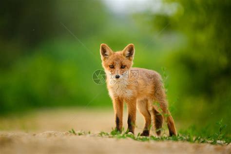 红狐狸幼崽高清图片下载-正版图片504310552-摄图网
