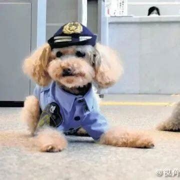 与犬为伴 守护平安——警犬训导员的一天_芜湖长安网