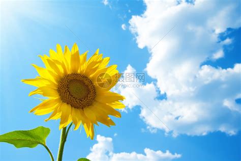 向日葵向阳而开高清图片下载-正版图片307535767-摄图网