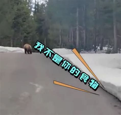 美国一只黑熊寻找食物时被困汽车内，后疑因高温被热死