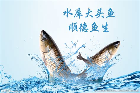 海鲜市场鱼,海鲜鱼鱼类_大山谷图库