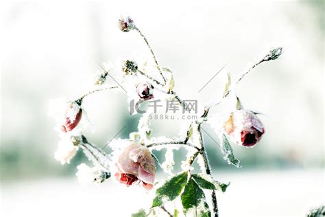 冰玫瑰高清摄影大图-千库网