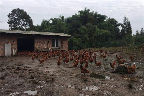 农村90后小伙创业养土鸡，鸡贩子居然排队求着他买鸡！
