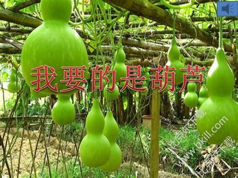 超大葫芦种子 巨型葫芦 葫芦种籽 四季宝葫种子-阿里巴巴