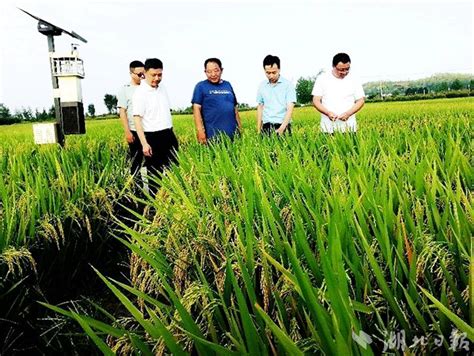 推广高产优质水稻品种_大冶市人民政府