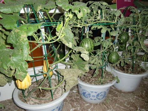 阳台如何种植西瓜,阳台种菜,种植_大山谷图库