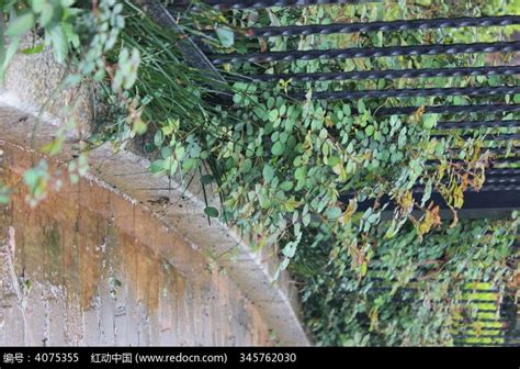 小区的铁栏杆的绿色植物高清图片下载_红动中国