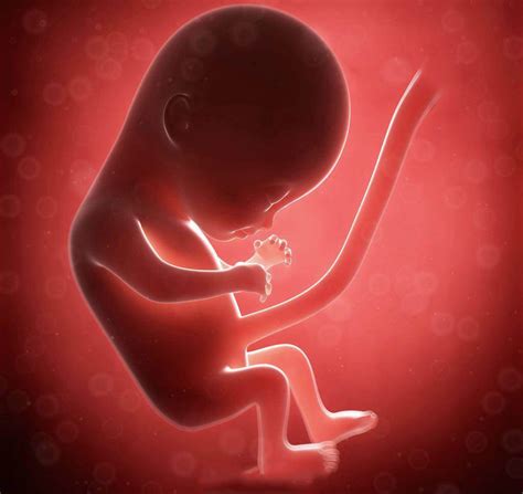 胎儿发育到分娩全过程：怀孕4周至40周过程图解|准妈妈|发育|胎儿_新浪新闻