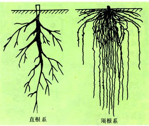 植物根系发育的分子调控 - 知乎