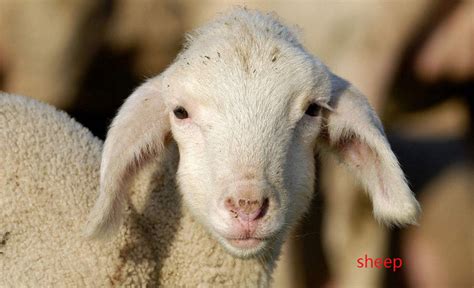 sheep怎么读-sheep怎么读,sheep,怎么,读 - 早旭阅读