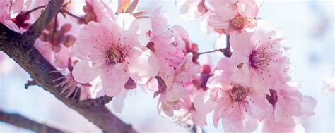 桃花——古今中外文化的象征（揭开桃花的寓意和神秘面纱）_花植网
