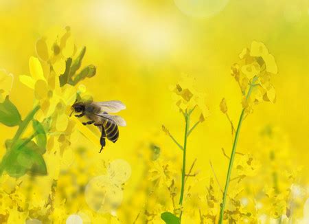 蜜蜂在亮白黄花朵上的蜜在工作的近距离蜜蜂在工作的近花朵在工作的近自然生态系统概念蜜蜂在亮白黄花上的近距离蜜蜂在工作的近距离花朵在高清图片下载 ...