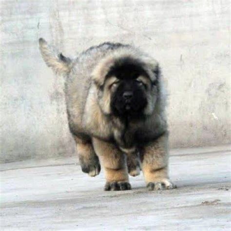 纯种巨型高加索宠物犬护卫犬活体高加索幼犬熊版狼青犬高加索犬-阿里巴巴