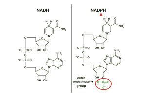 氧化型辅酶1和2_挂云帆