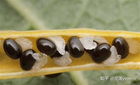 昆虫记（一）-陕西长青国家级自然保护区-关注森林网