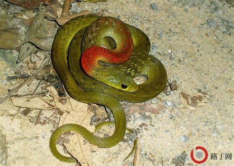 钩盲蛇生活习性、栖息环境及生长繁殖_盲蛇_毒蛇网