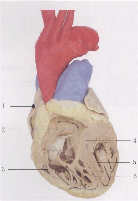 图8-18A 心脏传导系-临床应用人体结构-医学