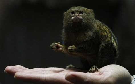世界上最小的猴子 侏儒狨！__凤凰网
