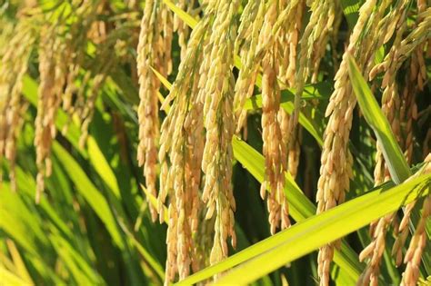 广西5个水稻品种获全国优质稻（籼稻）品种食味品质鉴评金奖-新华网