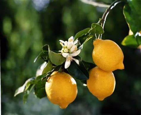 英语语用文化系列24：有关 “柠檬” 的习语（lemon idioms）_例句