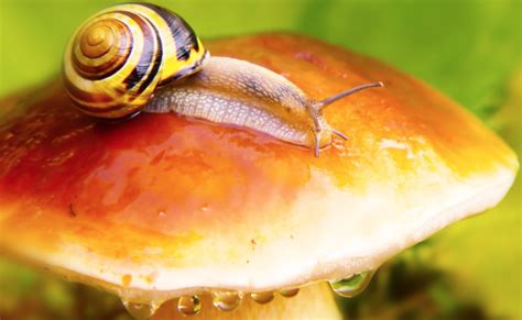 慢的蜗牛爬在一片叶子上在模糊明亮高清图片下载-正版图片504330363-摄图网