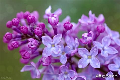 丁香空结雨中愁意思 - 生活百科 - 微文网(维文网)