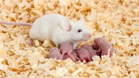 2020年6月出生的鼠宝宝有什么性格特点,他们聪明谨慎但目光短浅 2020年鼠年属月是什么时候-周易算命网