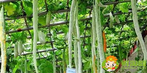 蛇豆角图片
