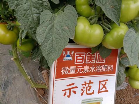 番茄膨果期施肥技巧