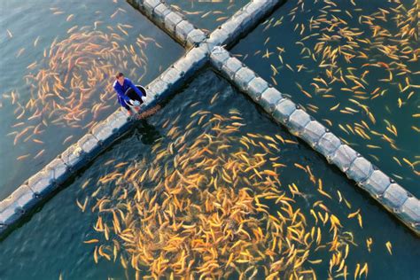 渔业发展动能强劲 上半年，全省渔业经济总产值逾333亿元 - 经济要闻 - 新湖南