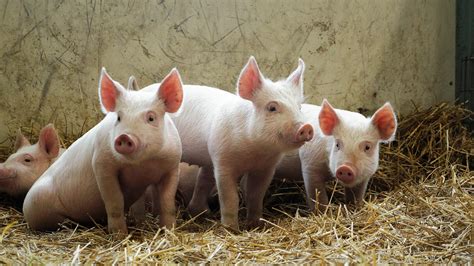 猪粮比价进入过度下跌一级预警区间 国家将启动猪肉储备收储工作