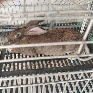 伊拉肉兔养殖成本 回收的肉兔多少钱一斤 内蒙古兔子养殖场-阿里巴巴