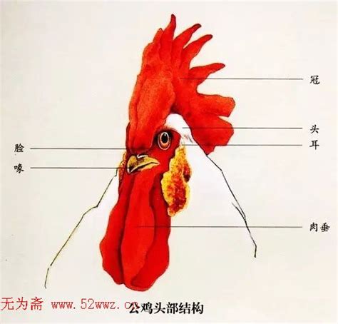 鸡的画法简笔画 大公鸡怎么画图片-公鸡简笔画-欣欣简笔画
