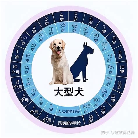 2023最新狗狗年龄换算表，不同体型间的差异大-宠物主人