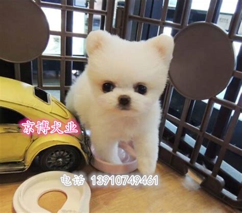 博美犬茶杯犬的优缺点是什么 小体博美是茶杯犬吗_每日生活网