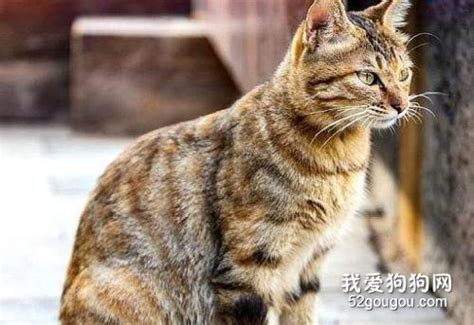 传说中狸猫换太子的中国纯种的狸花猫，长什么样子？_斑纹